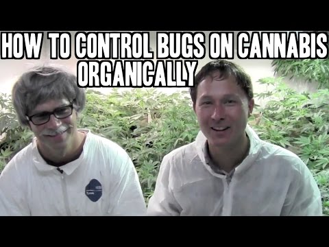 how to kill fungus gnats cannabis