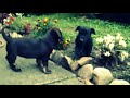 Puppies in Daruvar