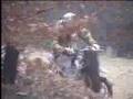 Pitbike 2008 01