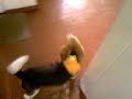 Limpio (parte 1)