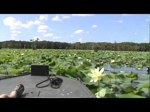 Caddo Lake Lotus ride
