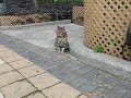 Fat cats in the park