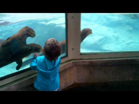 Otters Playing Chase With Little Girl