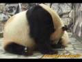 Panda Mei Mei and twin babies 梅梅と愛浜、明浜