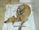 feliz navidad  de sos galgos girona