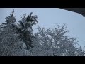 christmas day with birds and snow