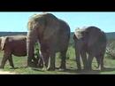 Baby Elephant with mother