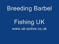 Breeding Barbel