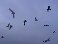 Pieterburen - Zeehonden Creche ( Seal Resque ) Clip
