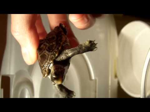 how to cure mbd in turtles