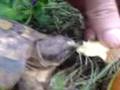 Tortolini eatin an apple.3GP