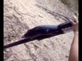 Potato Gun killing a TV pt 1