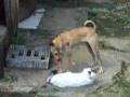 videos de Candela y Kito (L@s dos Loc@s)
