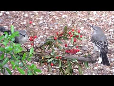 how to fertilize pyracantha