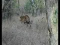 tigress marking its territory