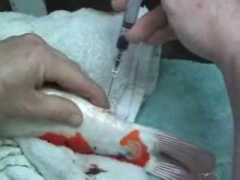Drawing Blood For KHV Test