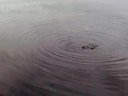 Pilen f�ngar fisk i Vitsj�n!