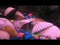 Columbian Shark MPEG4 small