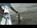 STRIPER FISHING -