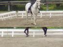 dressage dressage