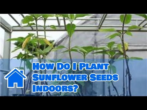 how to replant sunflowers