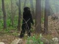 CALIFORNIA WILDFIRE BIGFOOT FOOTAGE