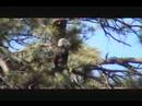 Sonoran Bald Eagle