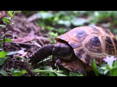 YouTube reptile video