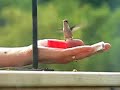 feeding hummingbirds
