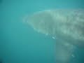 Passing basking shark off Beadnell Bay