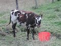 La vaca La vaca