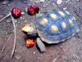 Jaboti se alimentando...
