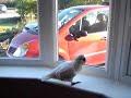 More of Daisy the Incredible Dancing Cockatoo
