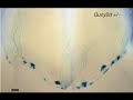 Renee Cockerham Characterization of an Olfactory Subsystem