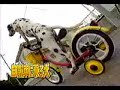 dalmatien-biker