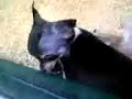 belli i cagnolini