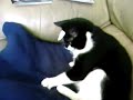 chat cat chatte scotch