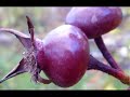 bach cello suite no 3   andres segovia guitar