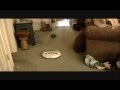 Pleo Roomba Surfing