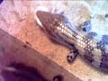 Blue Tongue Skink Snatches Live Mouse!!!!
