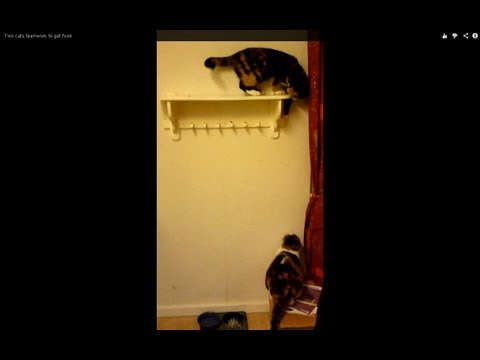 See video