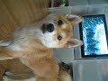 Tennis ball obsessed shiba Tennis ball obsessed shiba