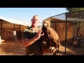 Eagle and its trainer