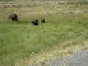 Horny Bison