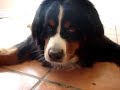 Popcorn Eats A Tennis Ball