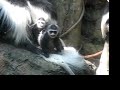 Colobus Baby Monkeys at Three Months - Central Park Zoo Colobus Baby Monkeys at Three Months - Central Park Zoo