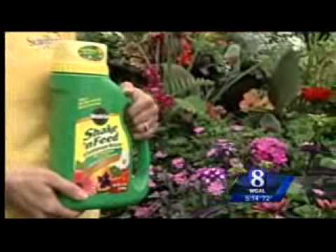 how to fertilize oleanders