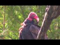 Vulture (Canon HG10) watch in HD Vulture (Canon HG10) watch in HD