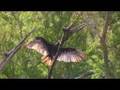 Vulture  (Canon HG10)     watch in HD