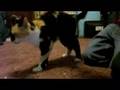 videos de Re:How To Annoy Your Cat... The Nice Way!